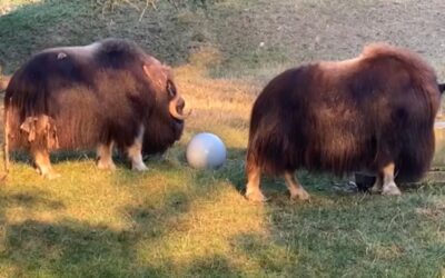 Zoopark Chomutov: Pižmoni a jejich nová hračka